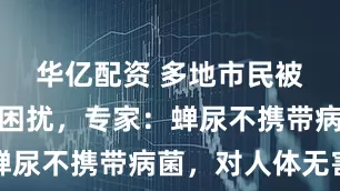 华亿配资 多地市民被蝉鸣蝉尿困扰，专家：蝉尿不携带病菌，对人体无害